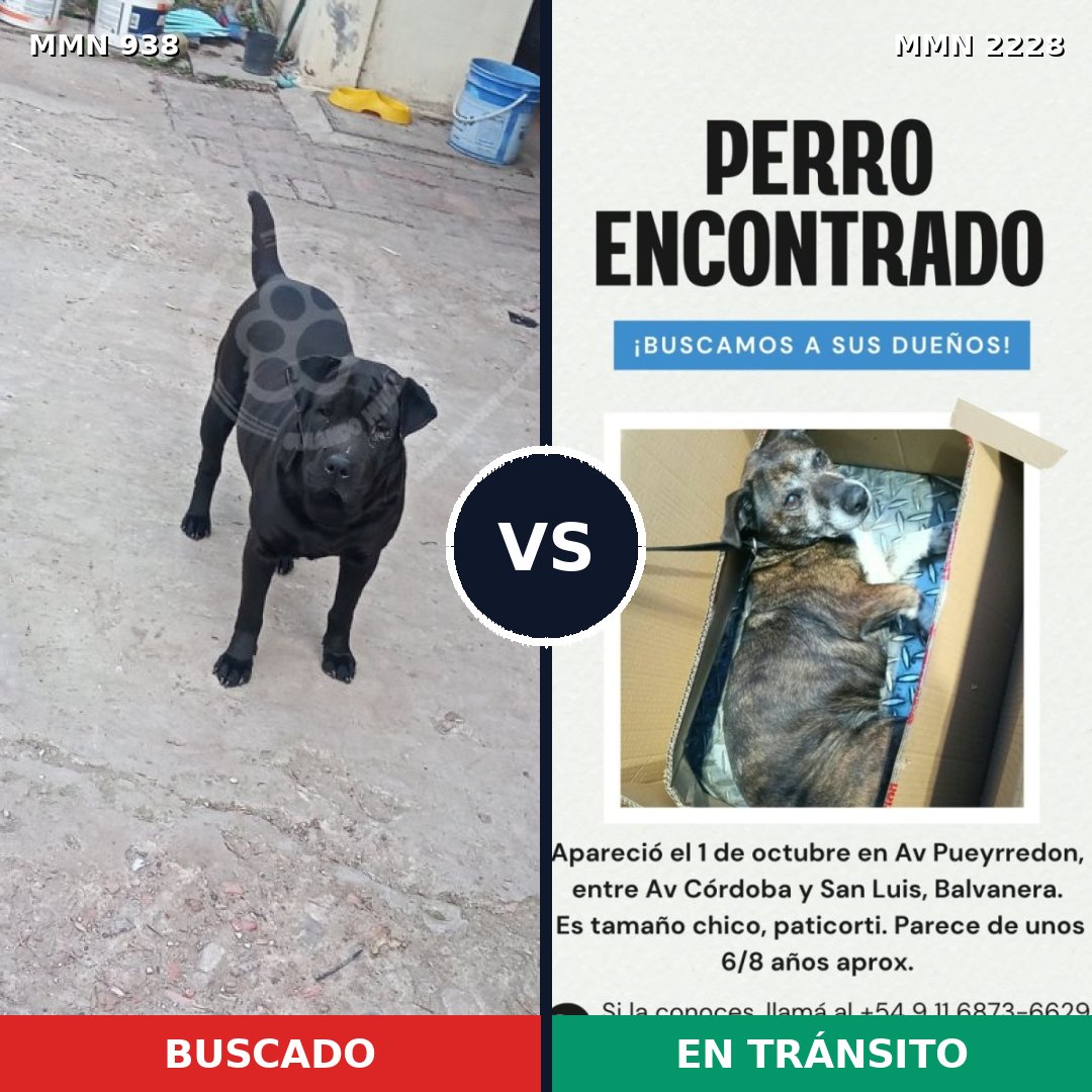 Comparativa MMS 66618: mascota perdida y mascota encontrada, 55% de similitud
