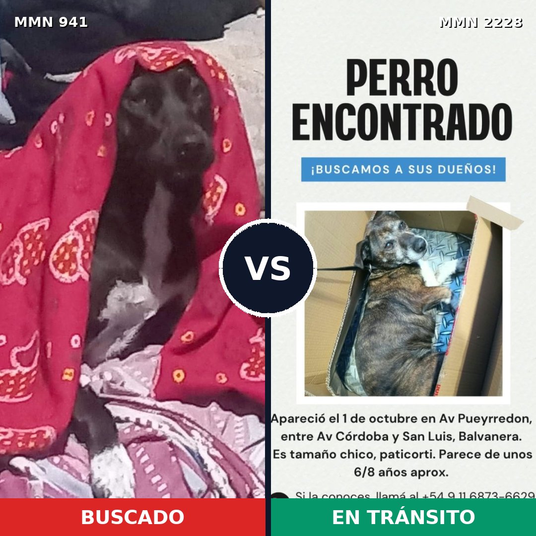Comparativa MMS 66619: mascota perdida y mascota encontrada, 72% de similitud