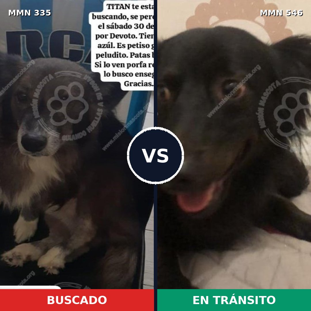 Comparativa MMS 6662: mascota perdida y mascota encontrada, 32% de similitud
