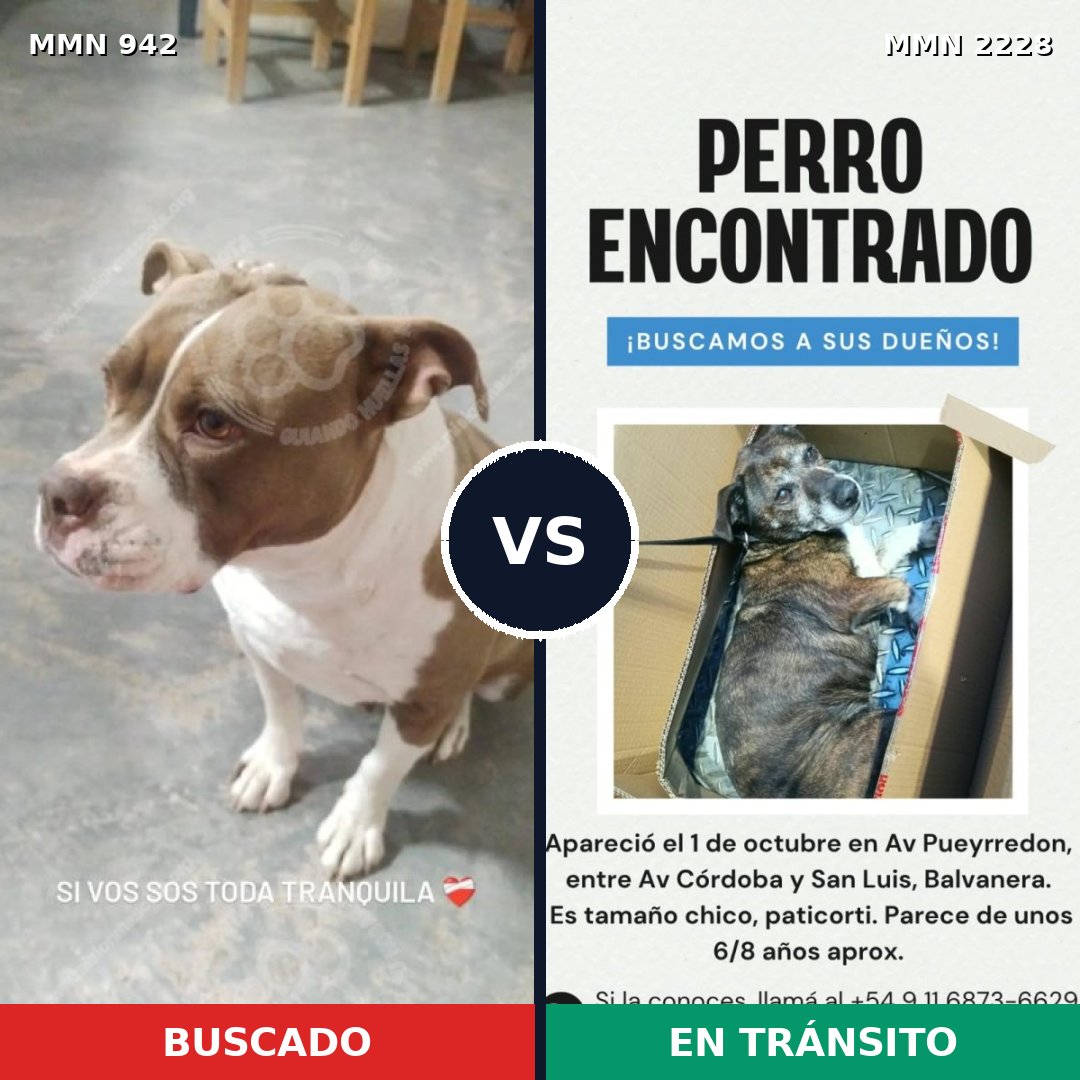 Comparativa MMS 66620: mascota perdida y mascota encontrada, 47% de similitud