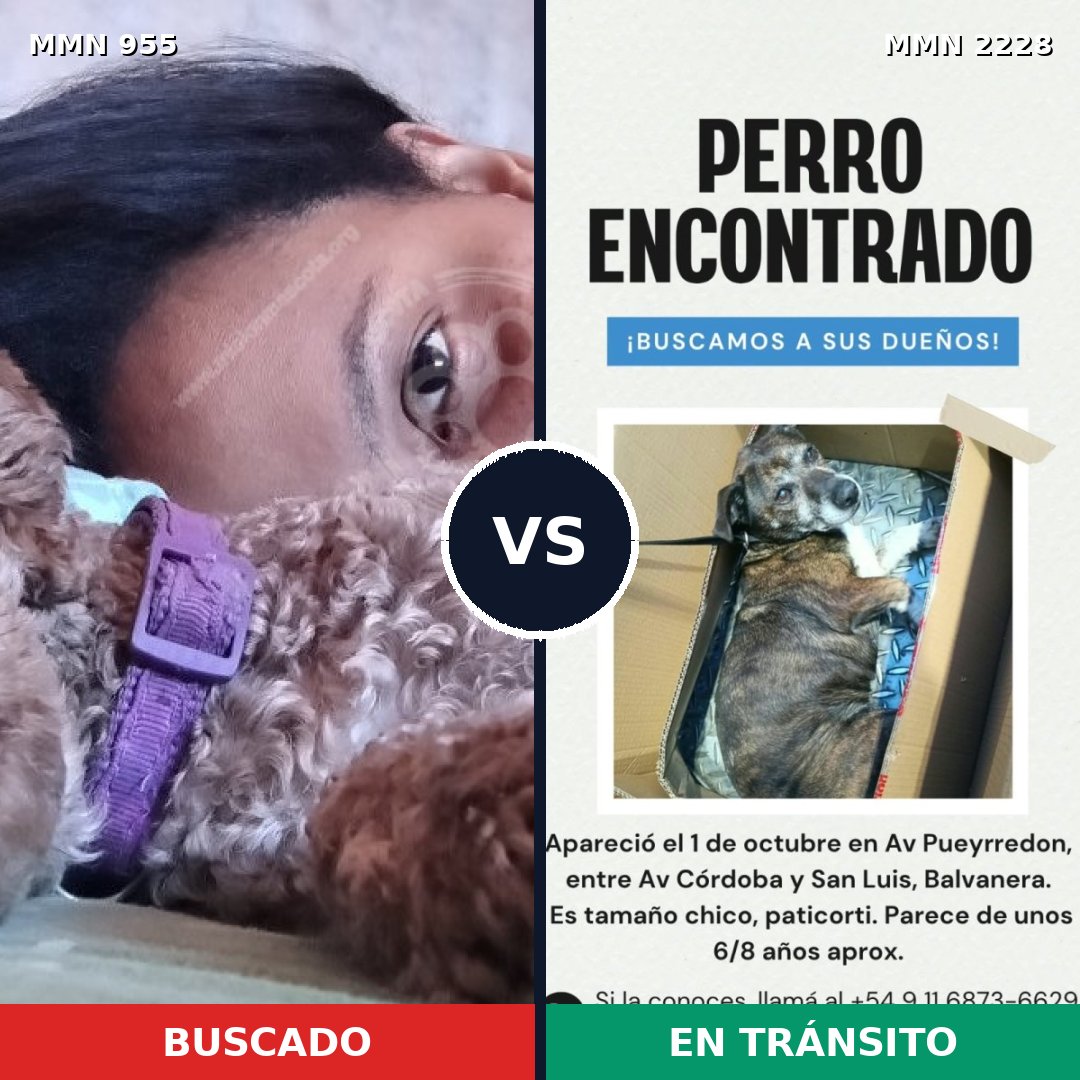 Comparativa MMS 66621: mascota perdida y mascota encontrada, 38% de similitud