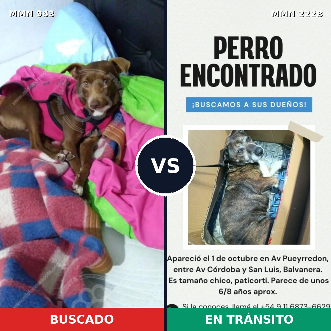 Comparativa MMS 66622: mascota perdida y mascota encontrada, 84% de similitud