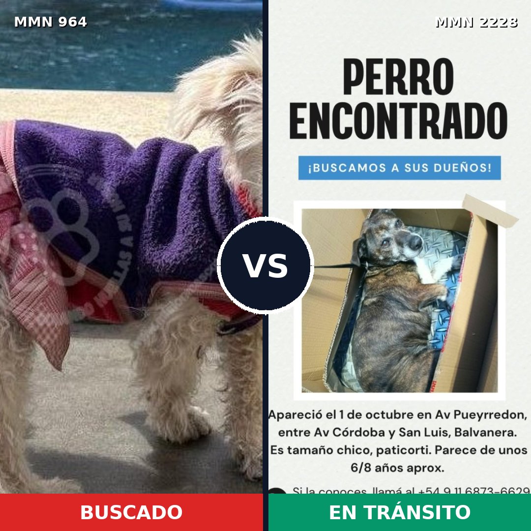 Comparativa MMS 66623: mascota perdida y mascota encontrada, 44% de similitud
