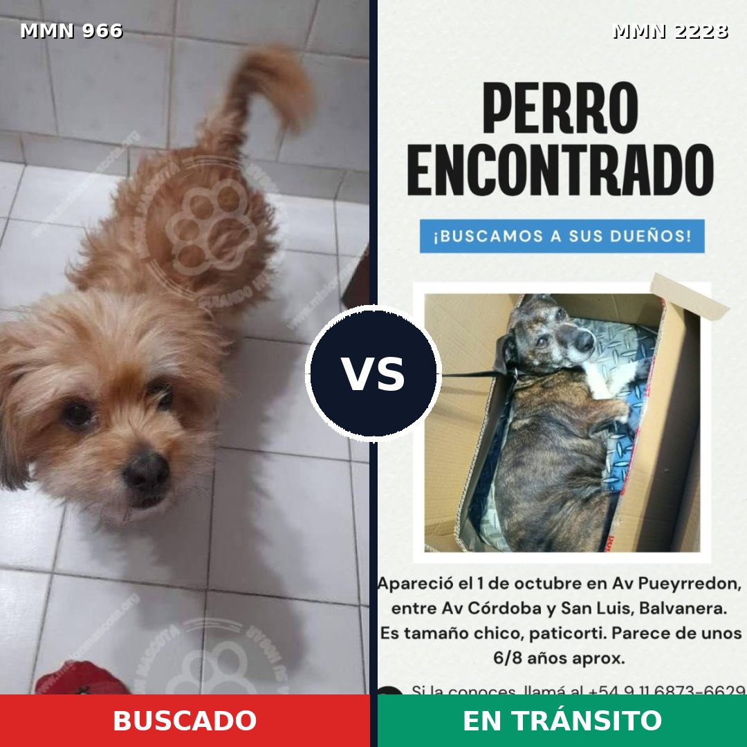 Comparativa MMS 66624: mascota perdida y mascota encontrada, 73% de similitud