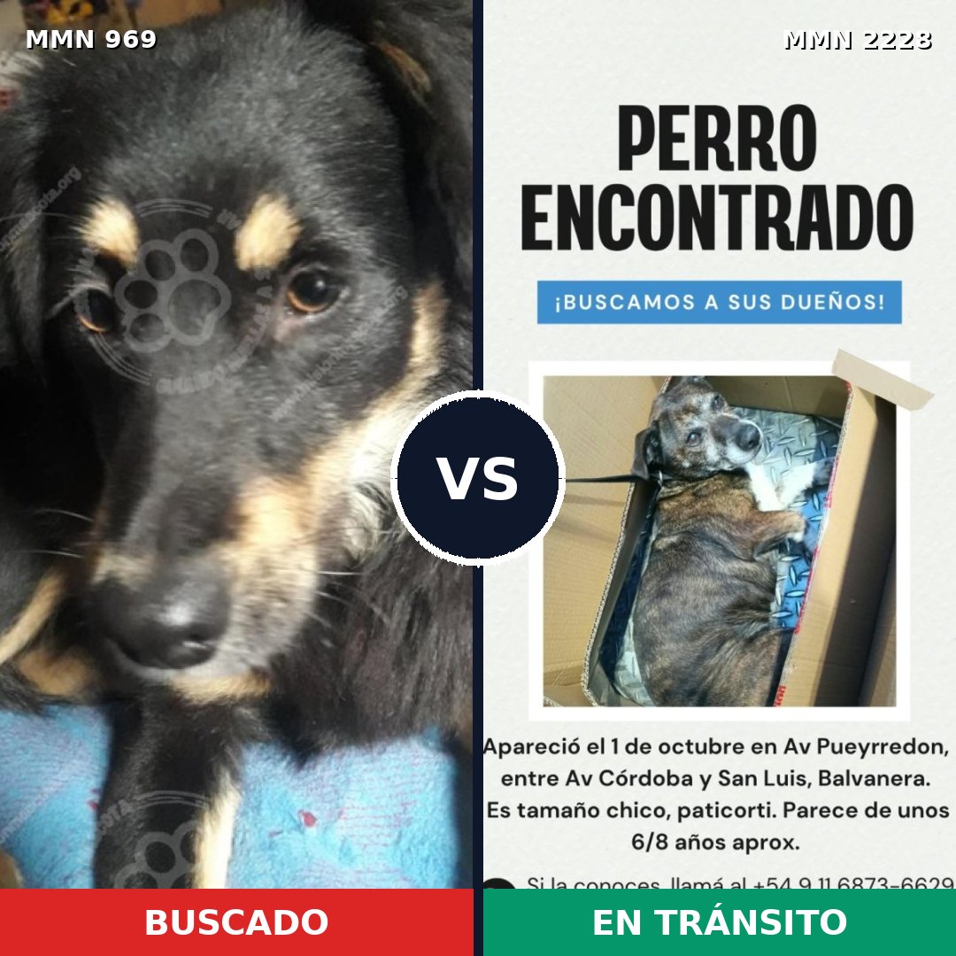 Comparativa MMS 66625: mascota perdida y mascota encontrada, 79% de similitud