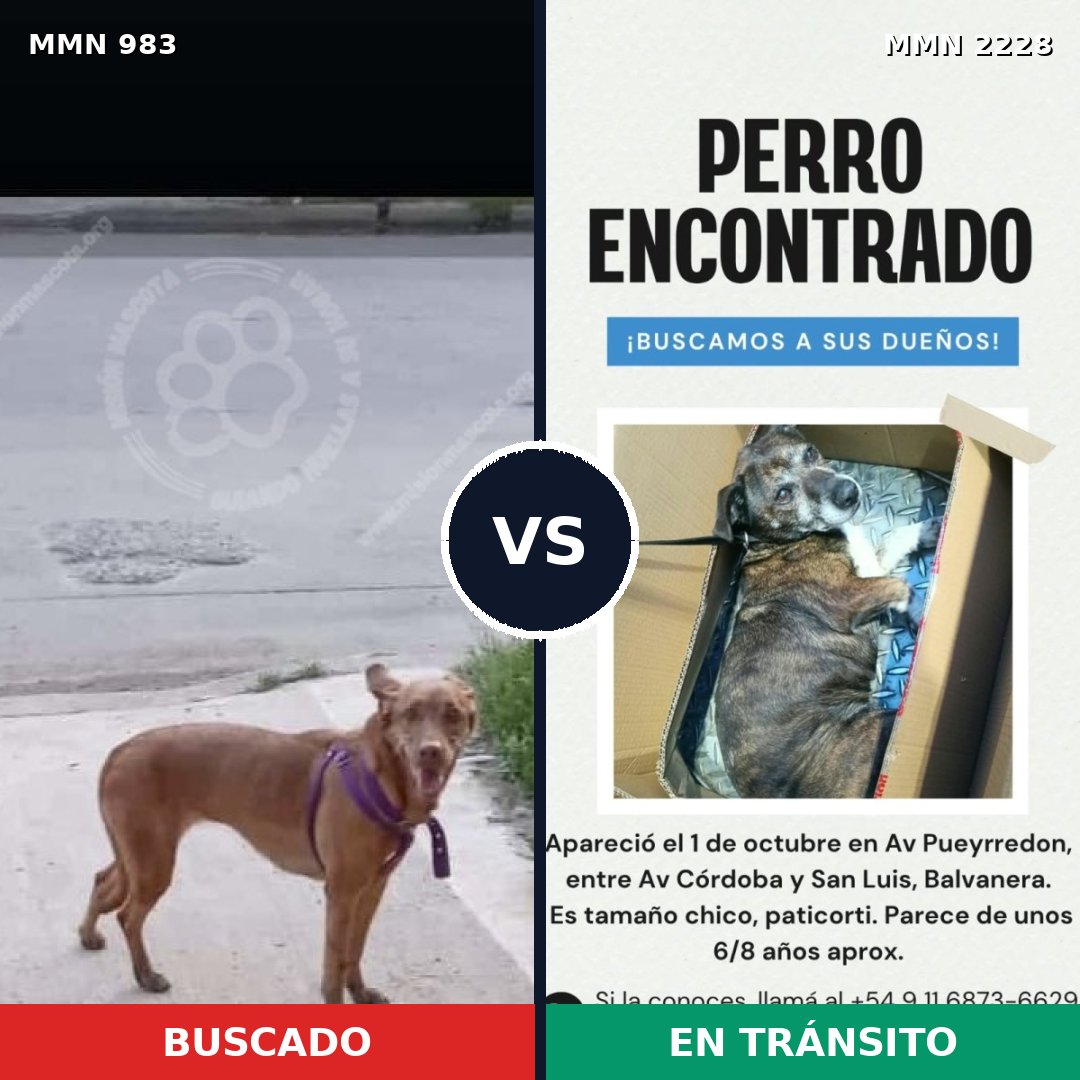Comparativa MMS 66627: mascota perdida y mascota encontrada, 63% de similitud