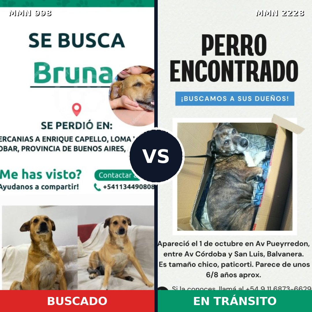 Comparativa MMS 66629: mascota perdida y mascota encontrada, 53% de similitud
