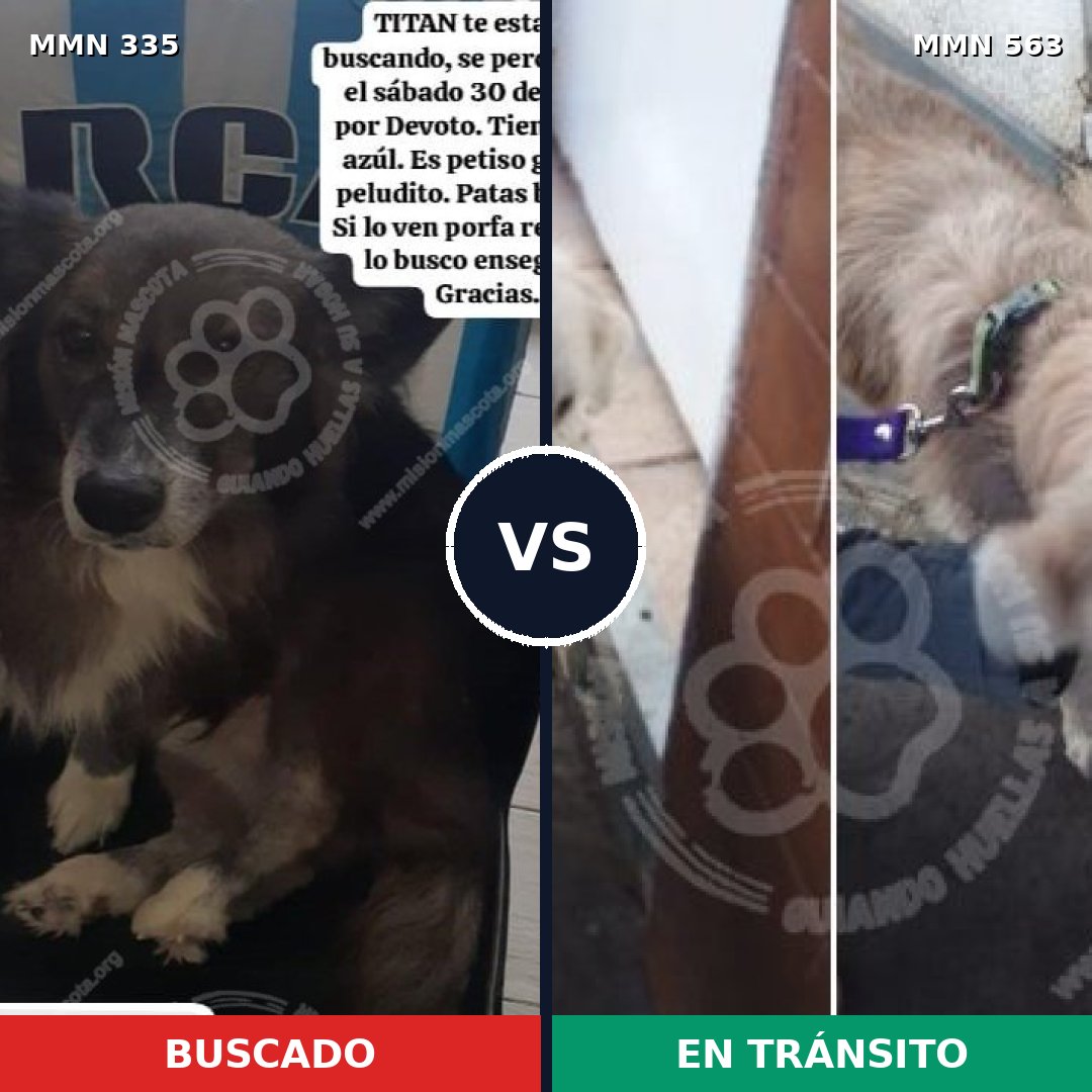 Comparativa MMS 6663: mascota perdida y mascota encontrada, 63% de similitud
