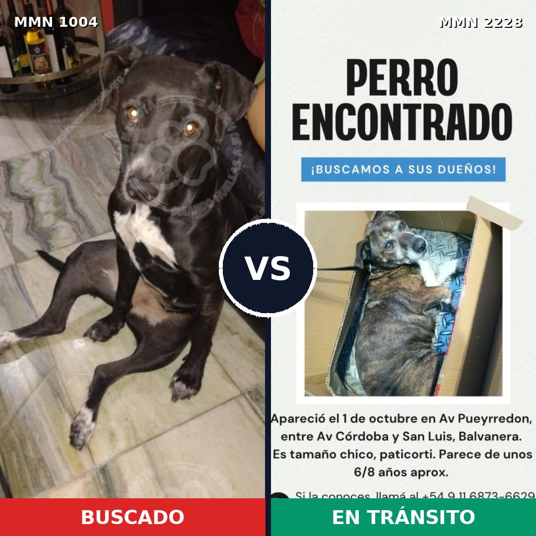 Comparativa MMS 66630: mascota perdida y mascota encontrada, 77% de similitud