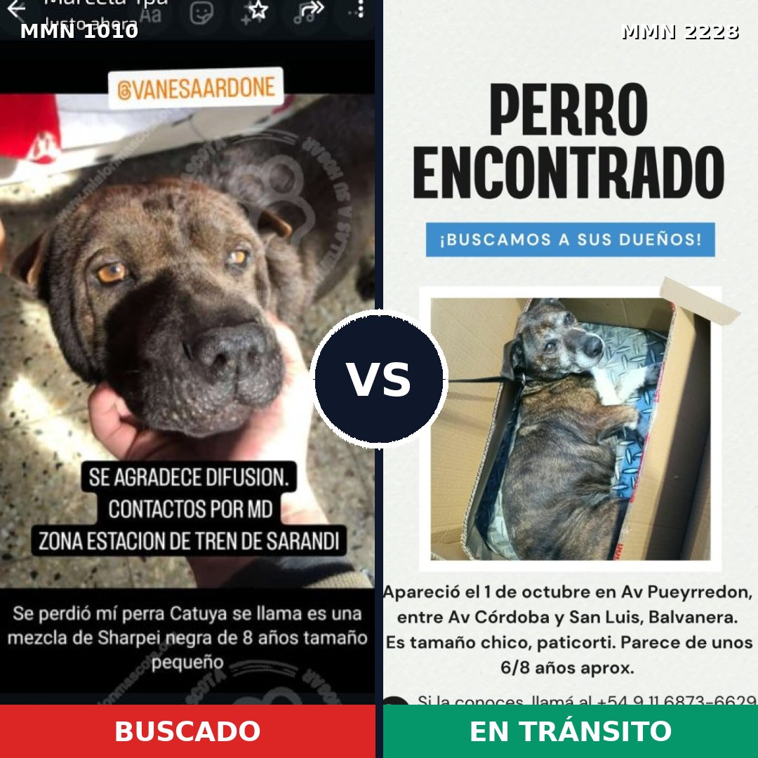 Comparativa MMS 66631: mascota perdida y mascota encontrada, 50% de similitud