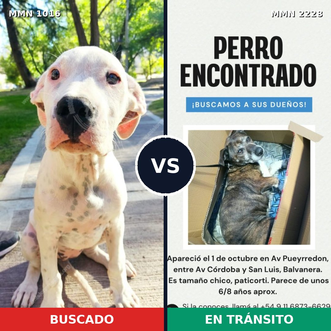 Comparativa MMS 66632: mascota perdida y mascota encontrada, 45% de similitud