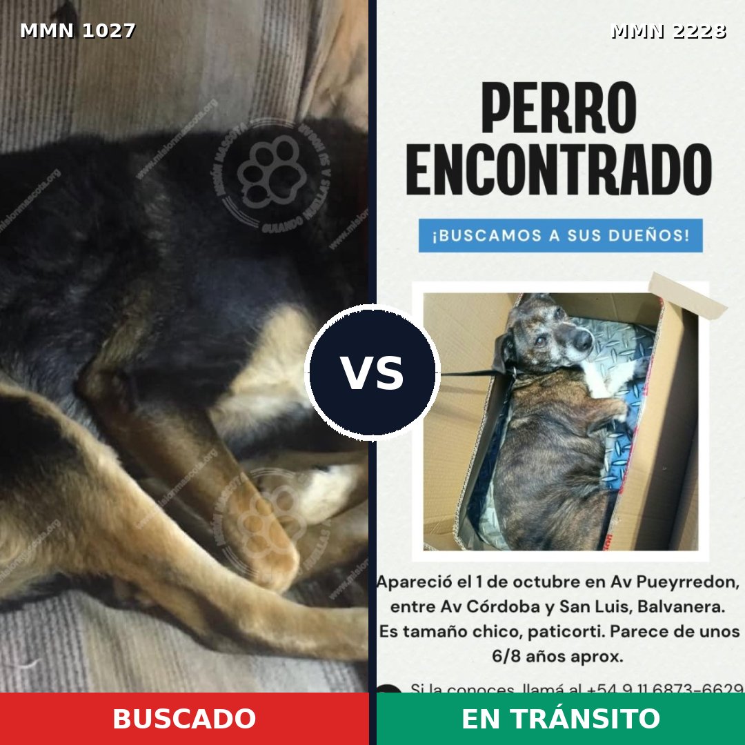 Comparativa MMS 66633: mascota perdida y mascota encontrada, 78% de similitud