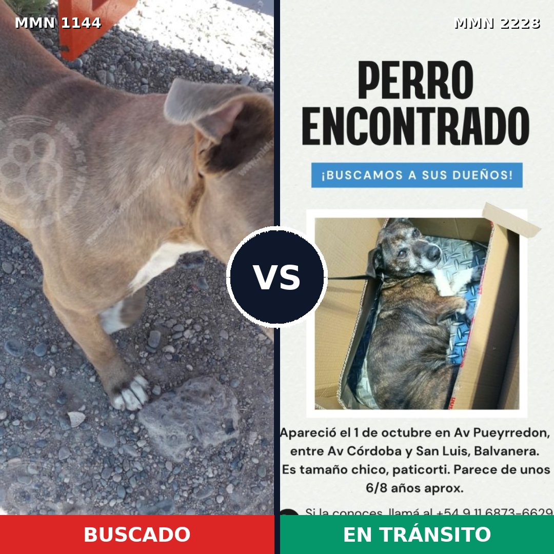 Comparativa MMS 66634: mascota perdida y mascota encontrada, 44% de similitud