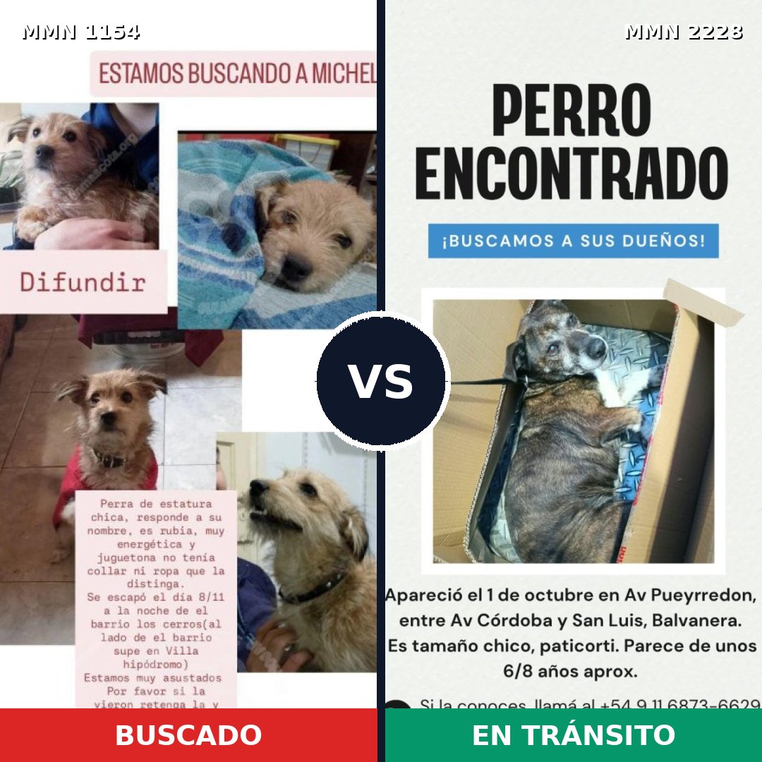 Comparativa MMS 66636: mascota perdida y mascota encontrada, 37% de similitud