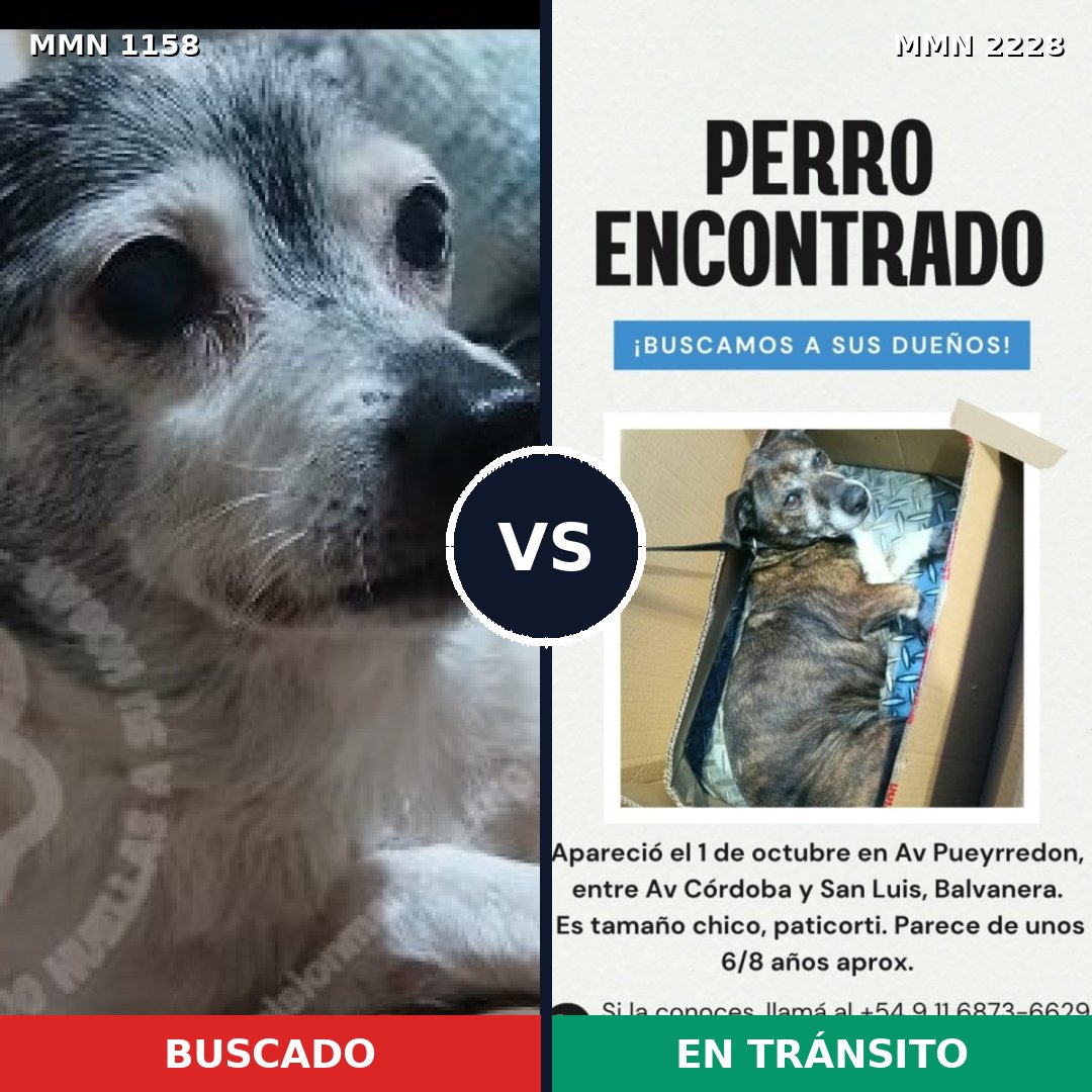 Comparativa MMS 66637: mascota perdida y mascota encontrada, 44% de similitud