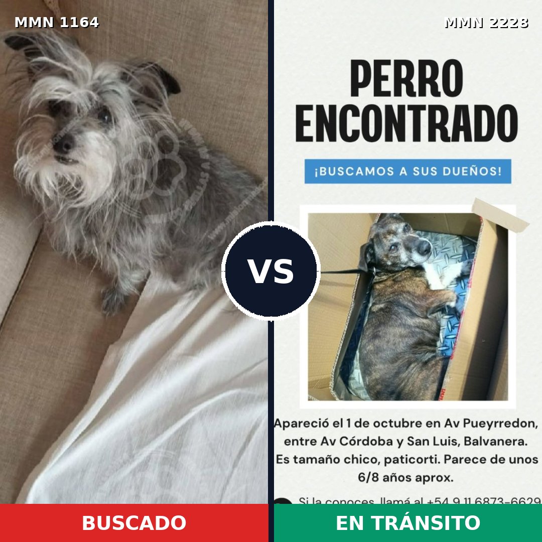Comparativa MMS 66638: mascota perdida y mascota encontrada, 55% de similitud