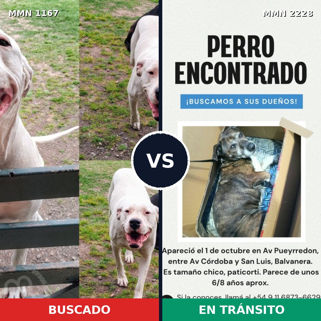 Comparativa MMS 66639: mascota perdida y mascota encontrada, 44% de similitud