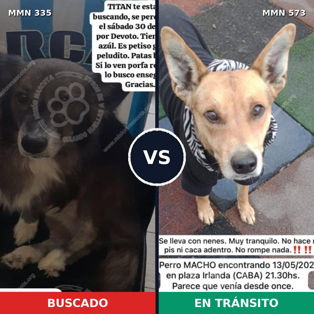 Comparativa MMS 6664: mascota perdida y mascota encontrada, 67% de similitud