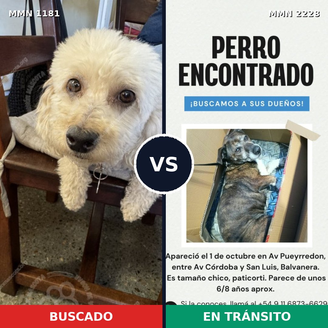 Comparativa MMS 66642: mascota perdida y mascota encontrada, 38% de similitud