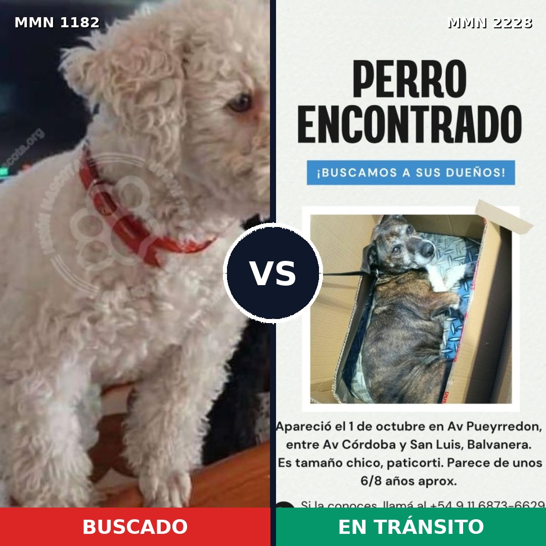 Comparativa MMS 66643: mascota perdida y mascota encontrada, 42% de similitud