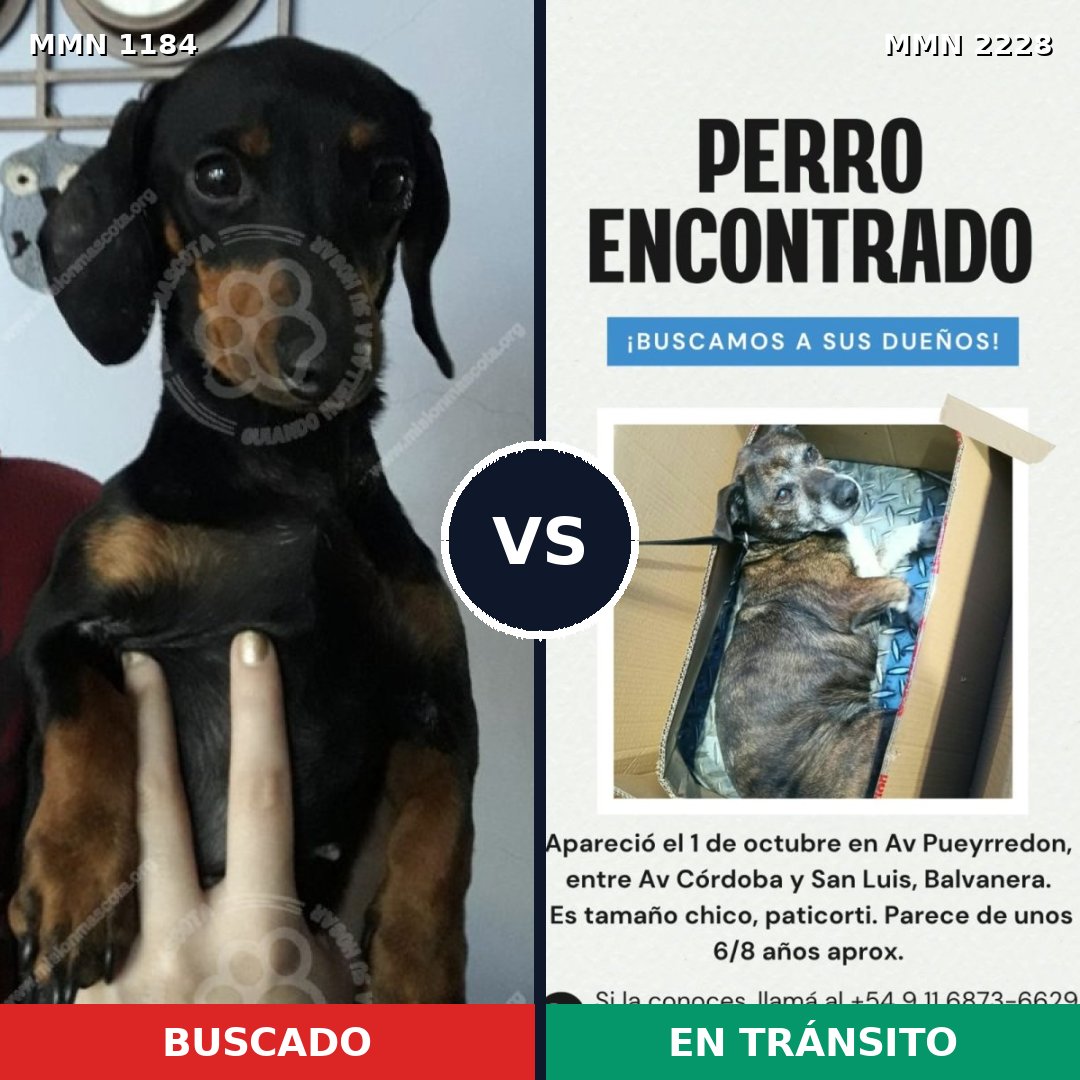 Comparativa MMS 66644: mascota perdida y mascota encontrada, 46% de similitud