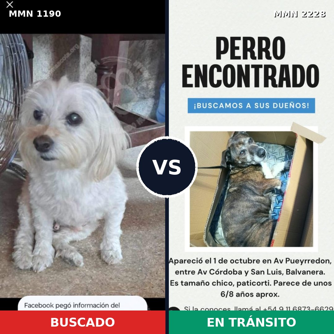 Comparativa MMS 66645: mascota perdida y mascota encontrada, 39% de similitud