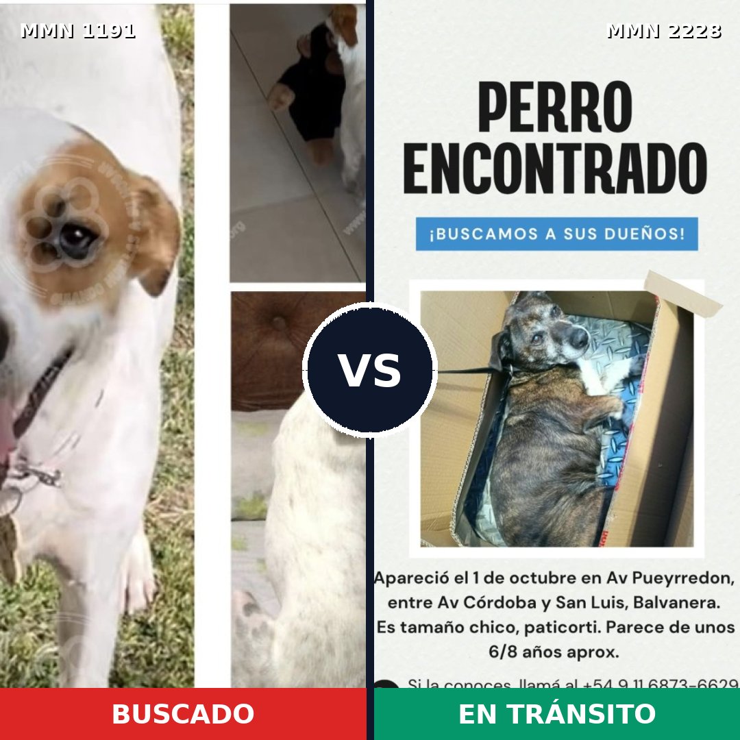 Comparativa MMS 66646: mascota perdida y mascota encontrada, 63% de similitud