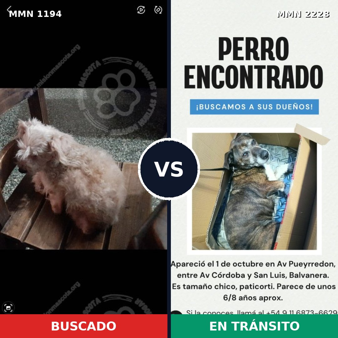 Comparativa MMS 66647: mascota perdida y mascota encontrada, 38% de similitud