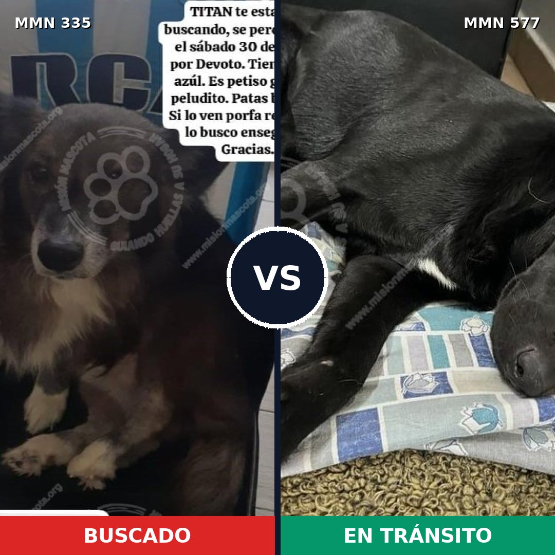 Comparativa MMS 6665: mascota perdida y mascota encontrada, 75% de similitud