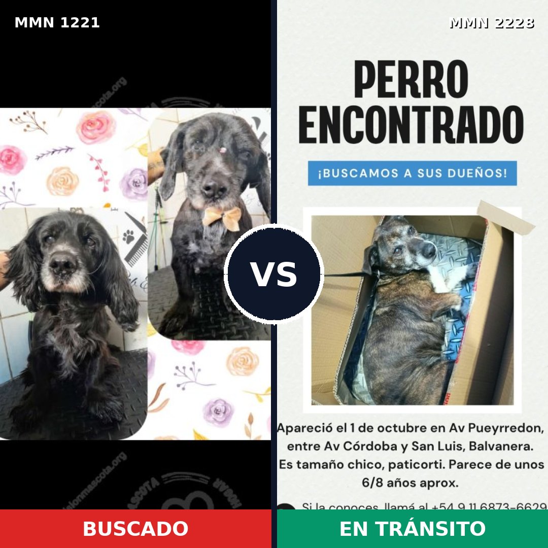 Comparativa MMS 66650: mascota perdida y mascota encontrada, 76% de similitud