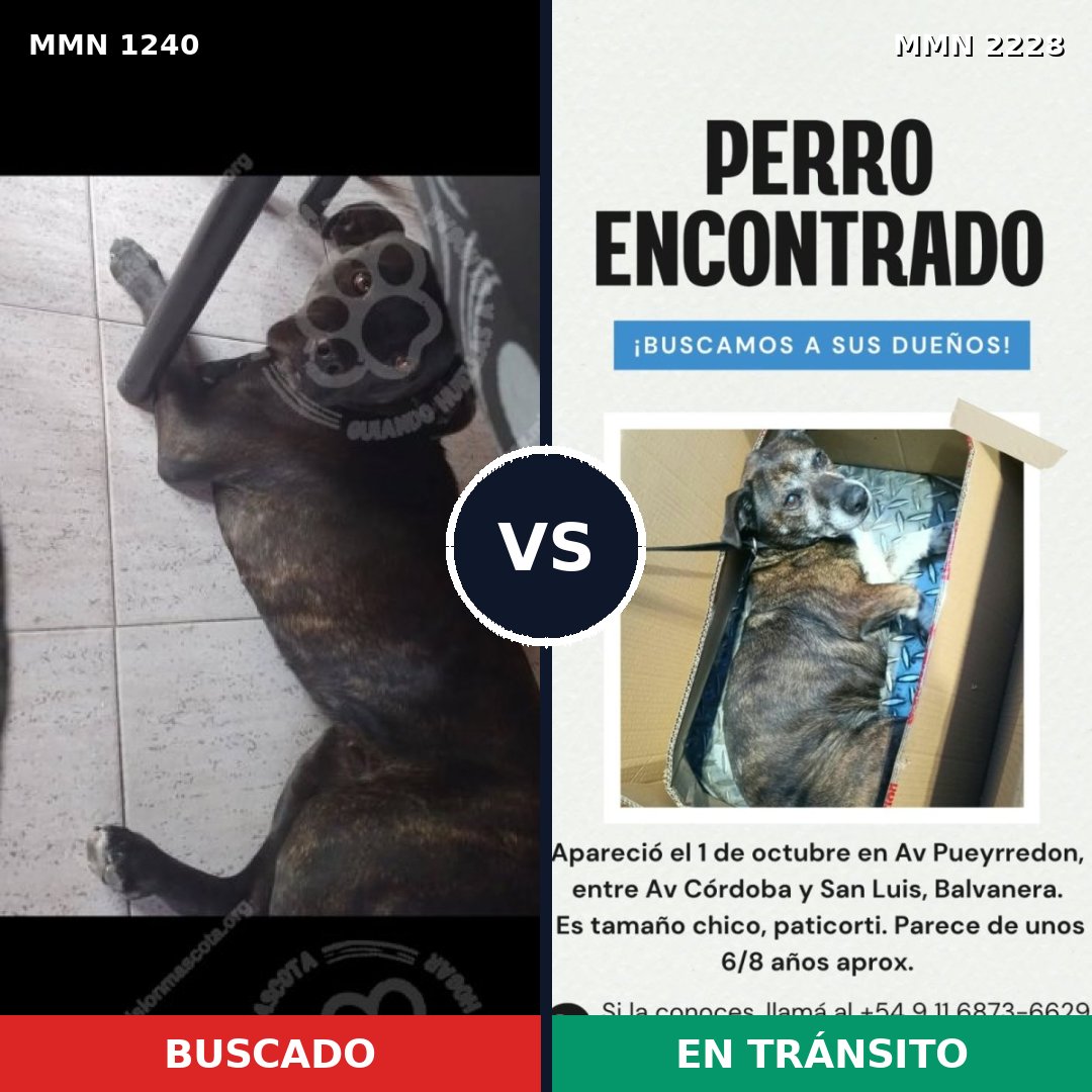 Comparativa MMS 66652: mascota perdida y mascota encontrada, 85% de similitud