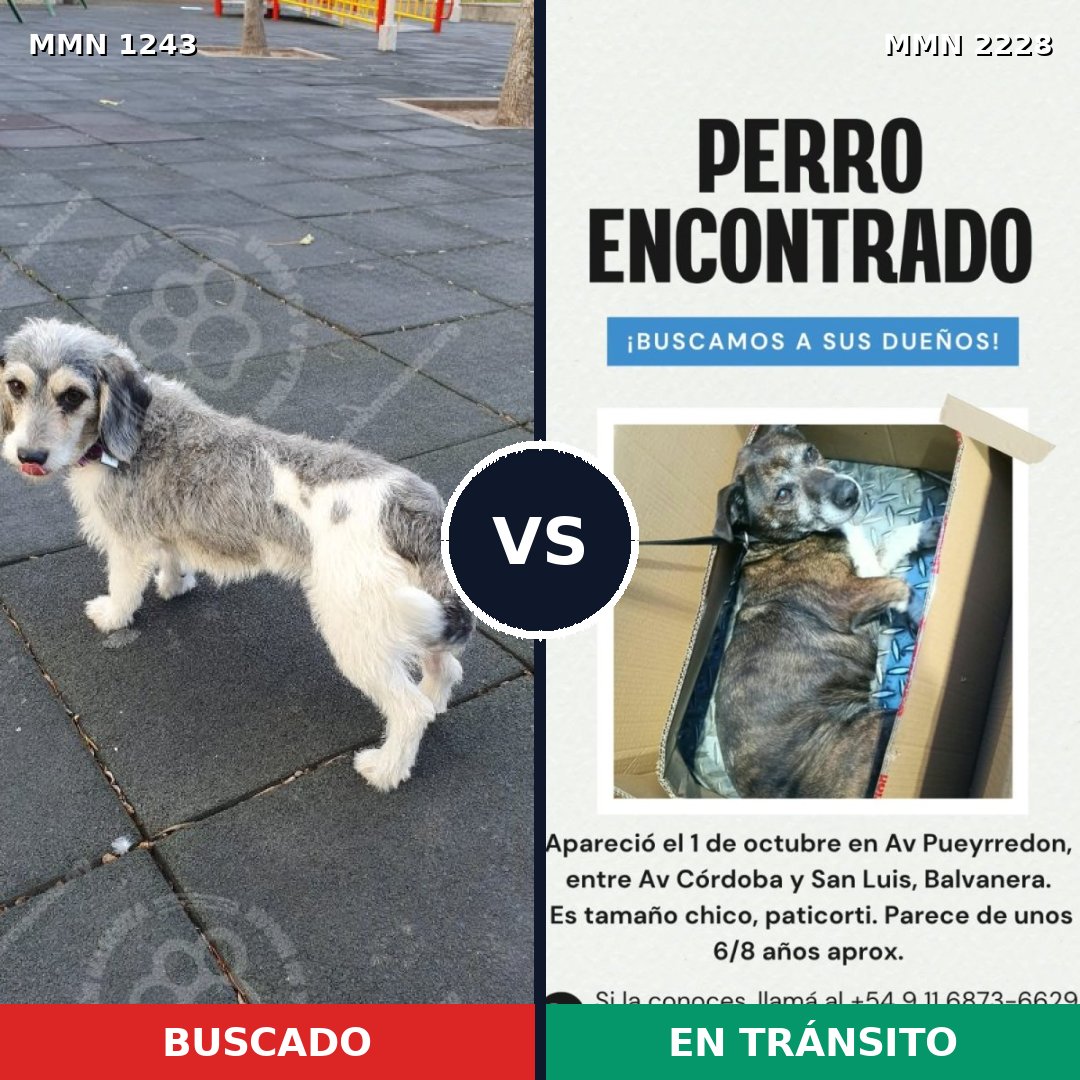 Comparativa MMS 66653: mascota perdida y mascota encontrada, 61% de similitud