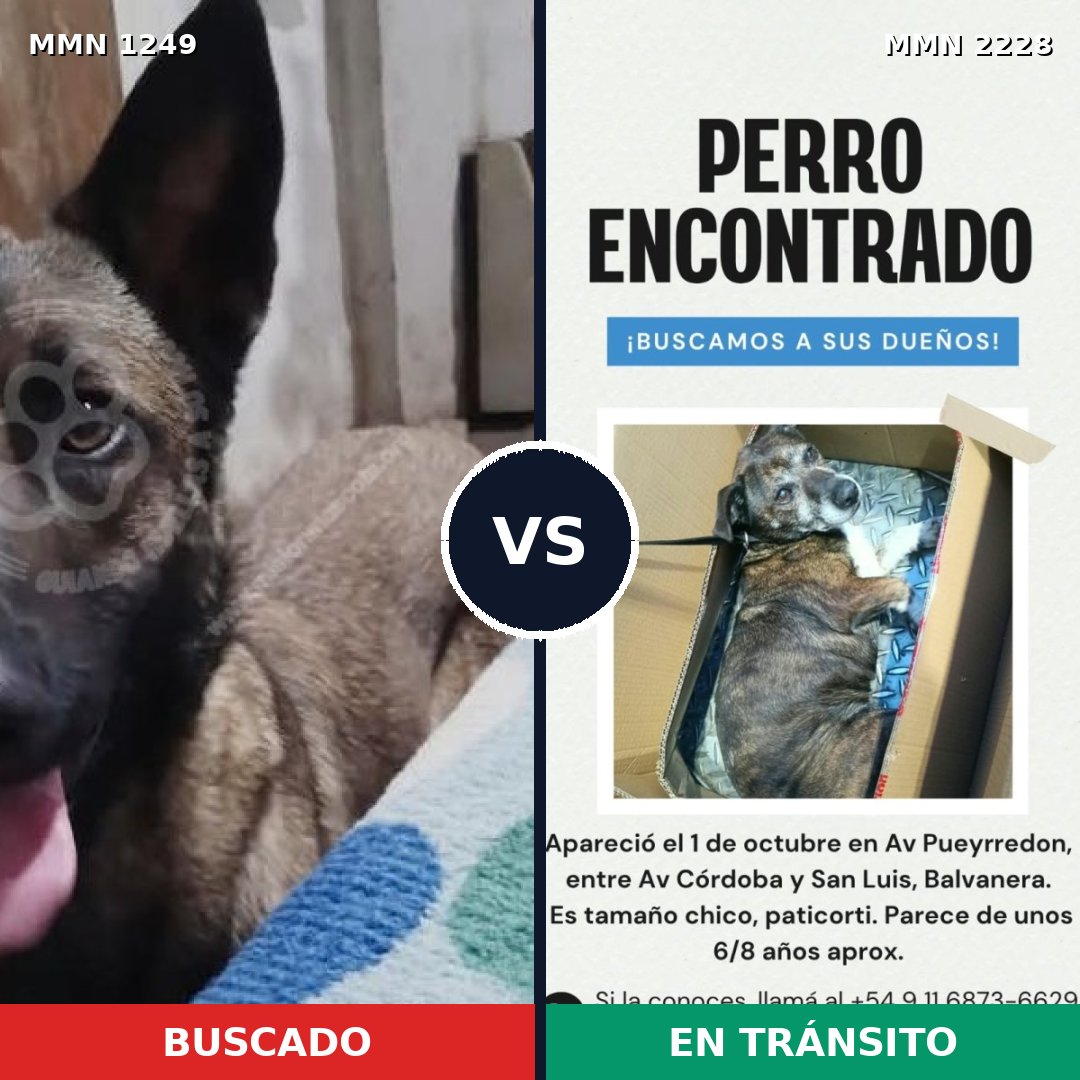 Comparativa MMS 66654: mascota perdida y mascota encontrada, 36% de similitud