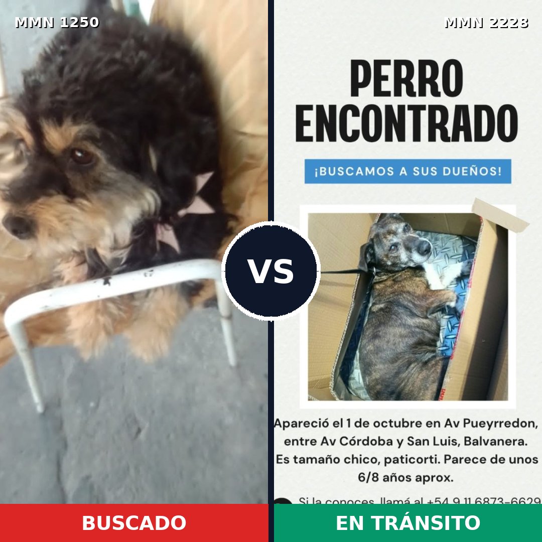 Comparativa MMS 66655: mascota perdida y mascota encontrada, 57% de similitud