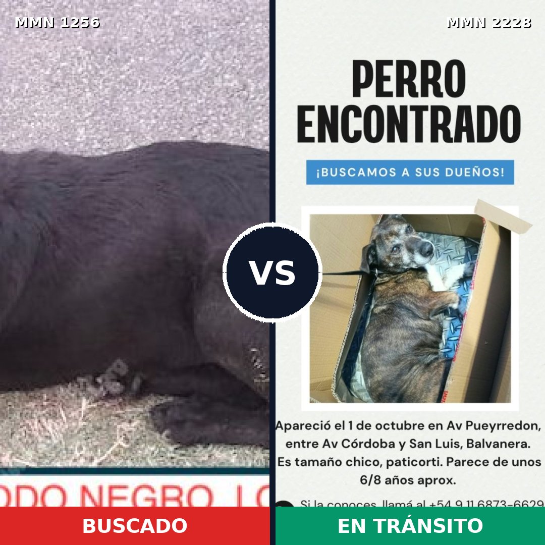 Comparativa MMS 66656: mascota perdida y mascota encontrada, 78% de similitud