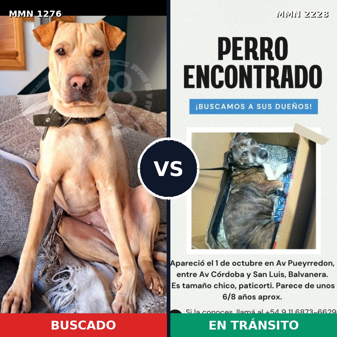 Comparativa MMS 66657: mascota perdida y mascota encontrada, 60% de similitud