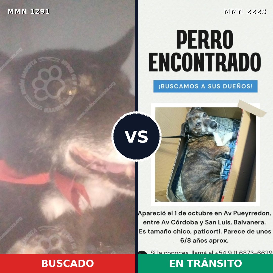 Comparativa MMS 66659: mascota perdida y mascota encontrada, 73% de similitud