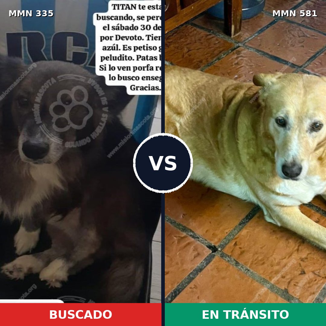 Comparativa MMS 6666: mascota perdida y mascota encontrada, 30% de similitud