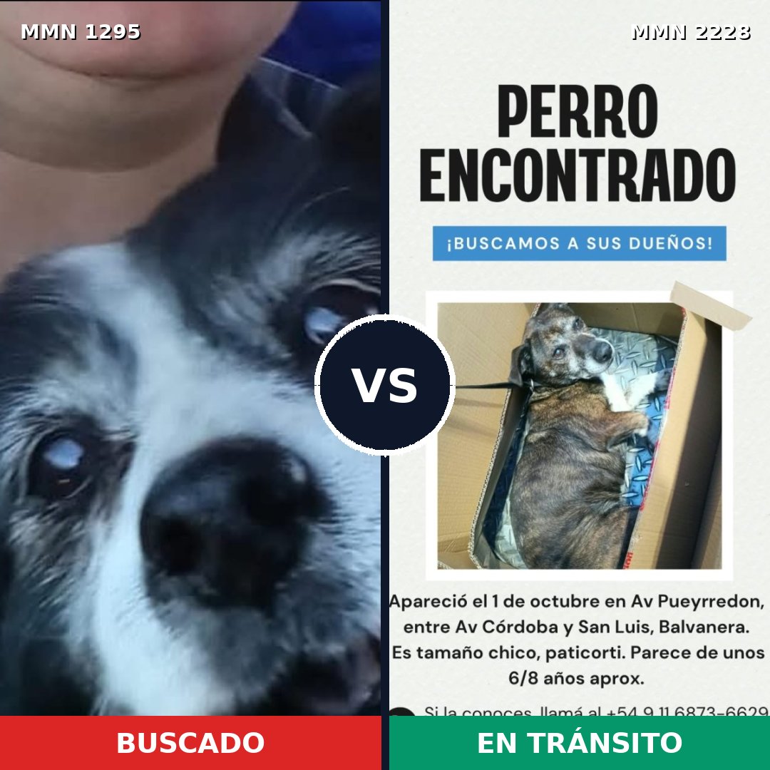 Comparativa MMS 66660: mascota perdida y mascota encontrada, 81% de similitud