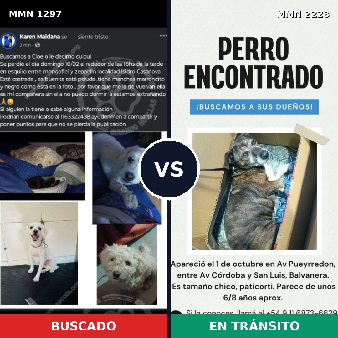 Comparativa MMS 66661: mascota perdida y mascota encontrada, 52% de similitud