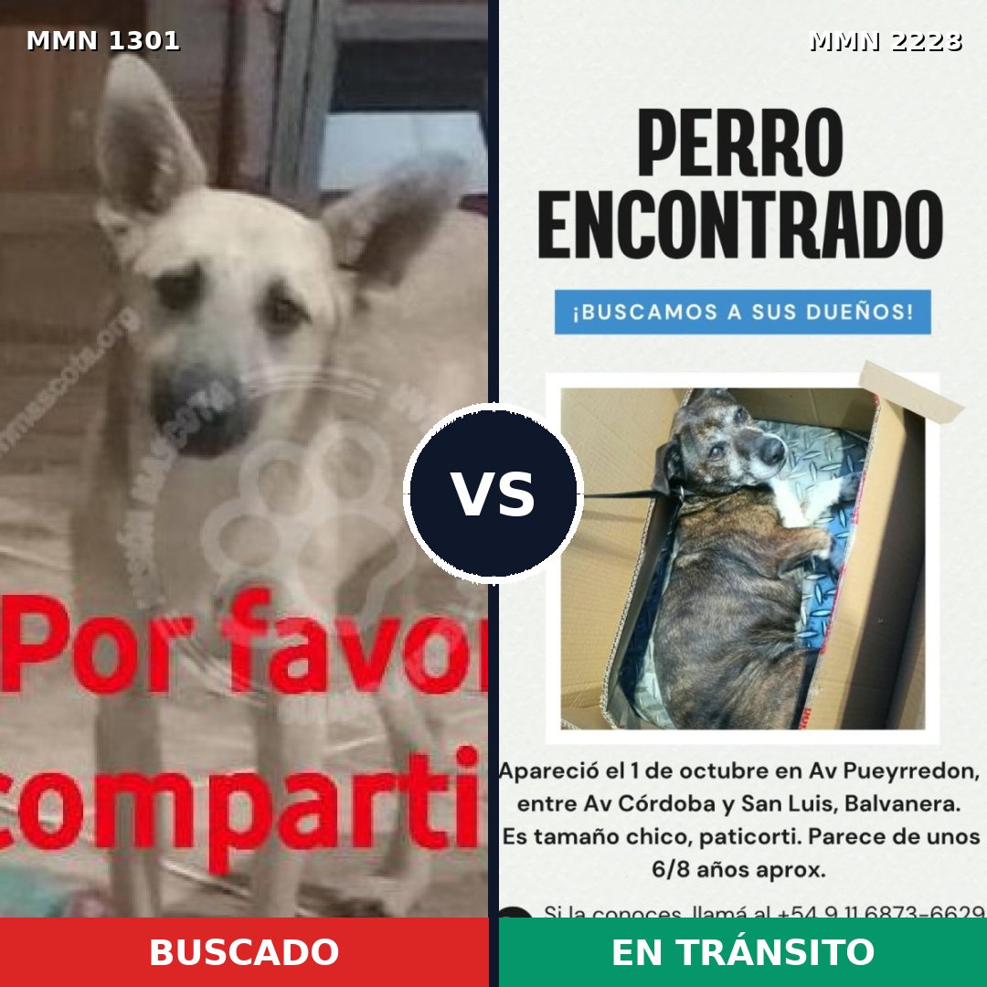 Comparativa MMS 66662: mascota perdida y mascota encontrada, 80% de similitud