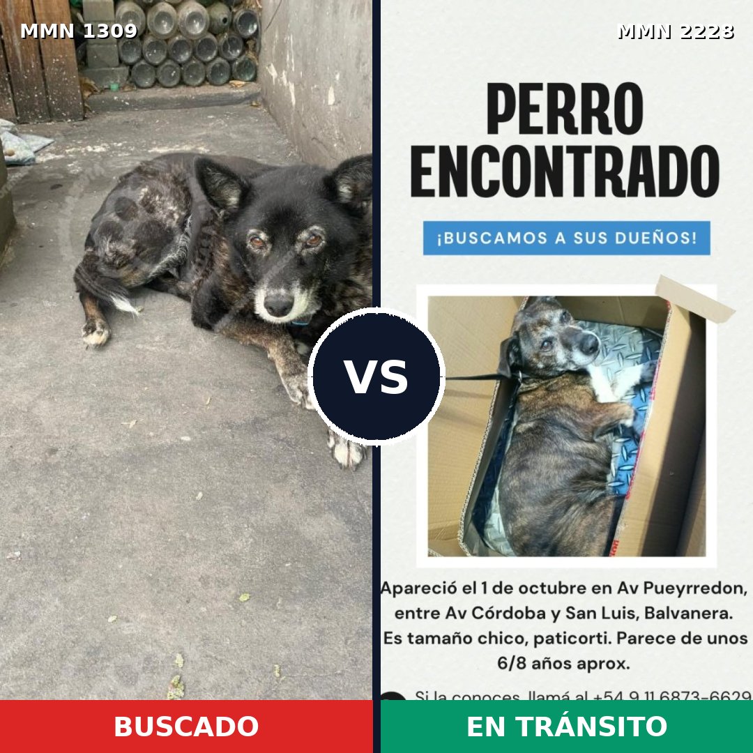 Comparativa MMS 66664: mascota perdida y mascota encontrada, 77% de similitud
