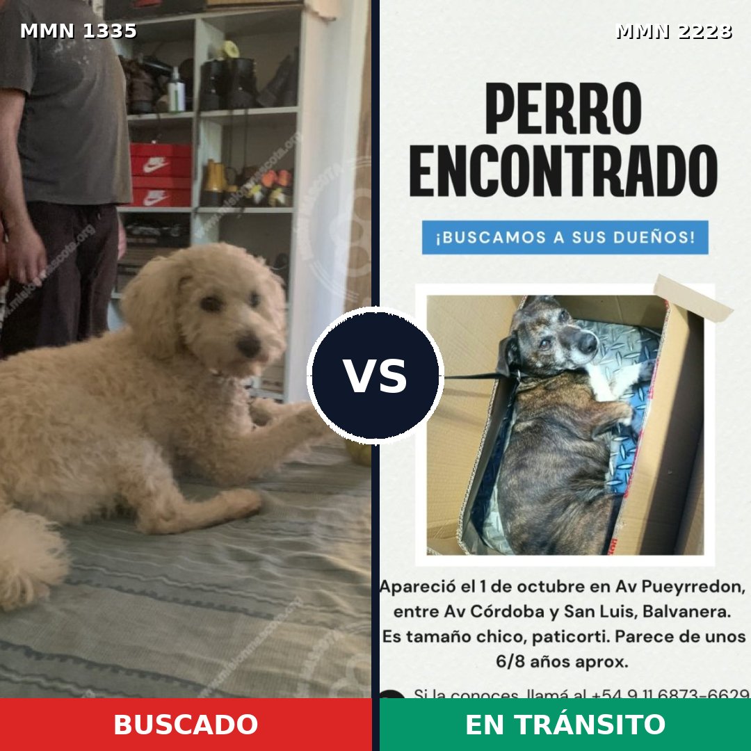 Comparativa MMS 66665: mascota perdida y mascota encontrada, 37% de similitud