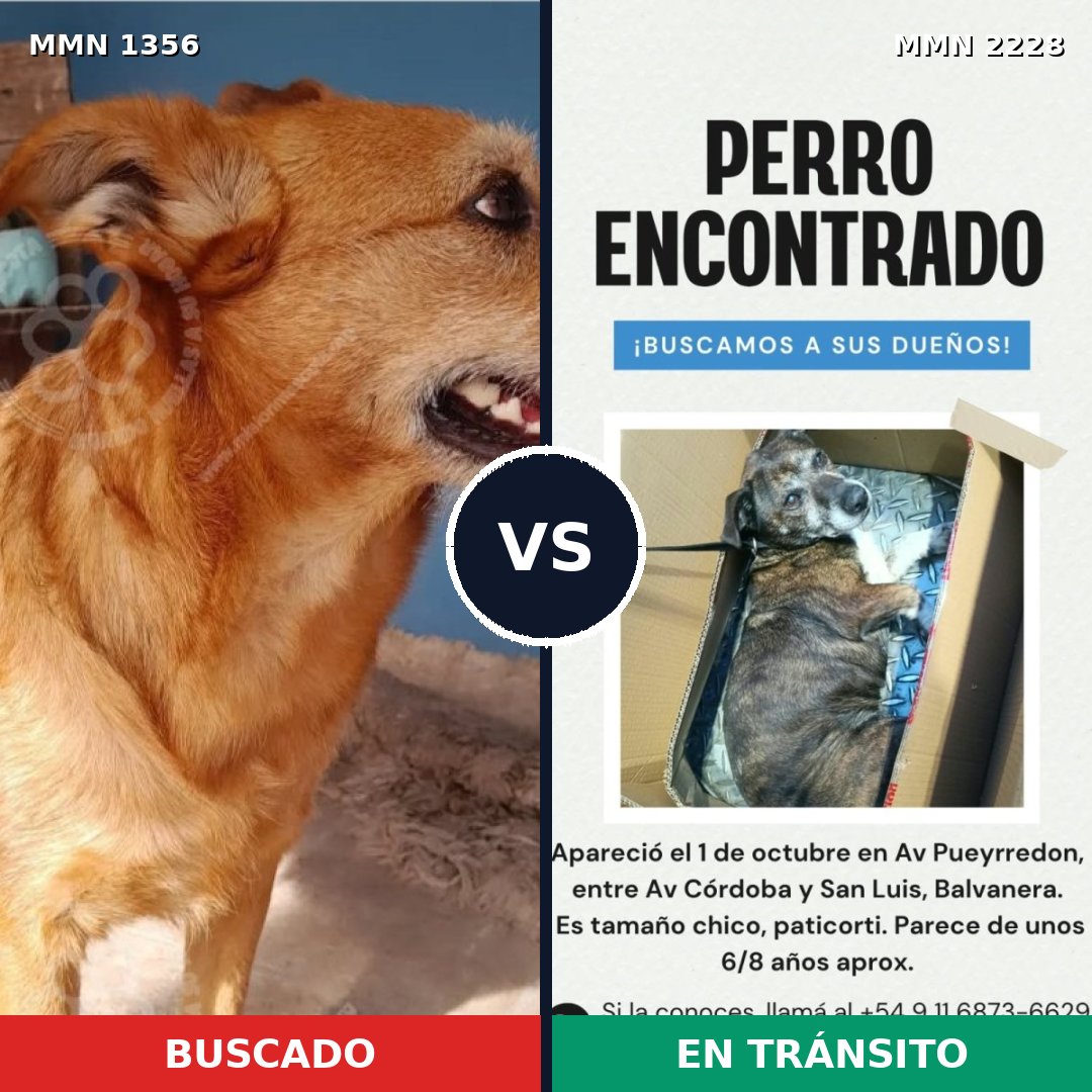 Comparativa MMS 66667: mascota perdida y mascota encontrada, 81% de similitud