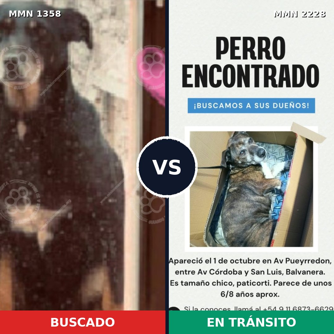 Comparativa MMS 66668: mascota perdida y mascota encontrada, 63% de similitud