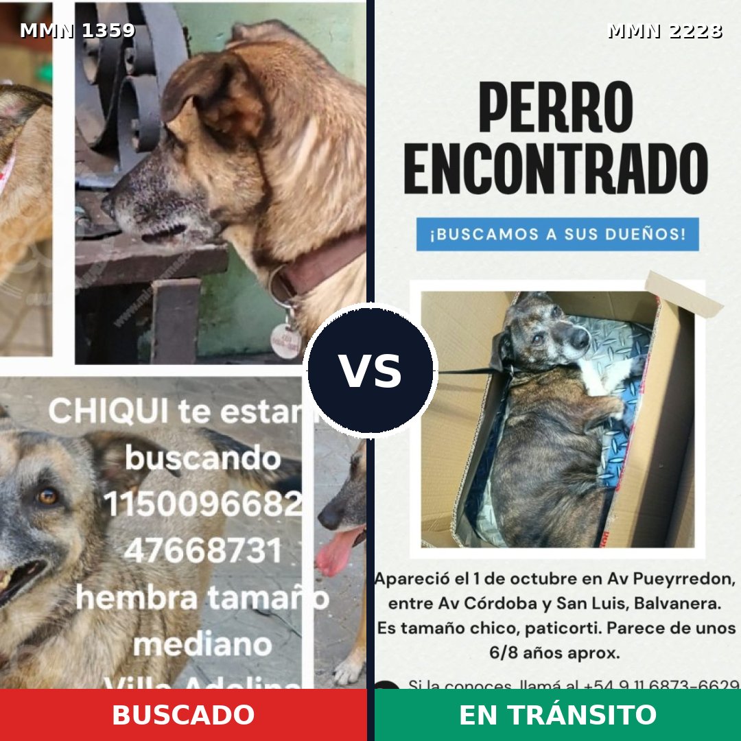 Comparativa MMS 66669: mascota perdida y mascota encontrada, 60% de similitud