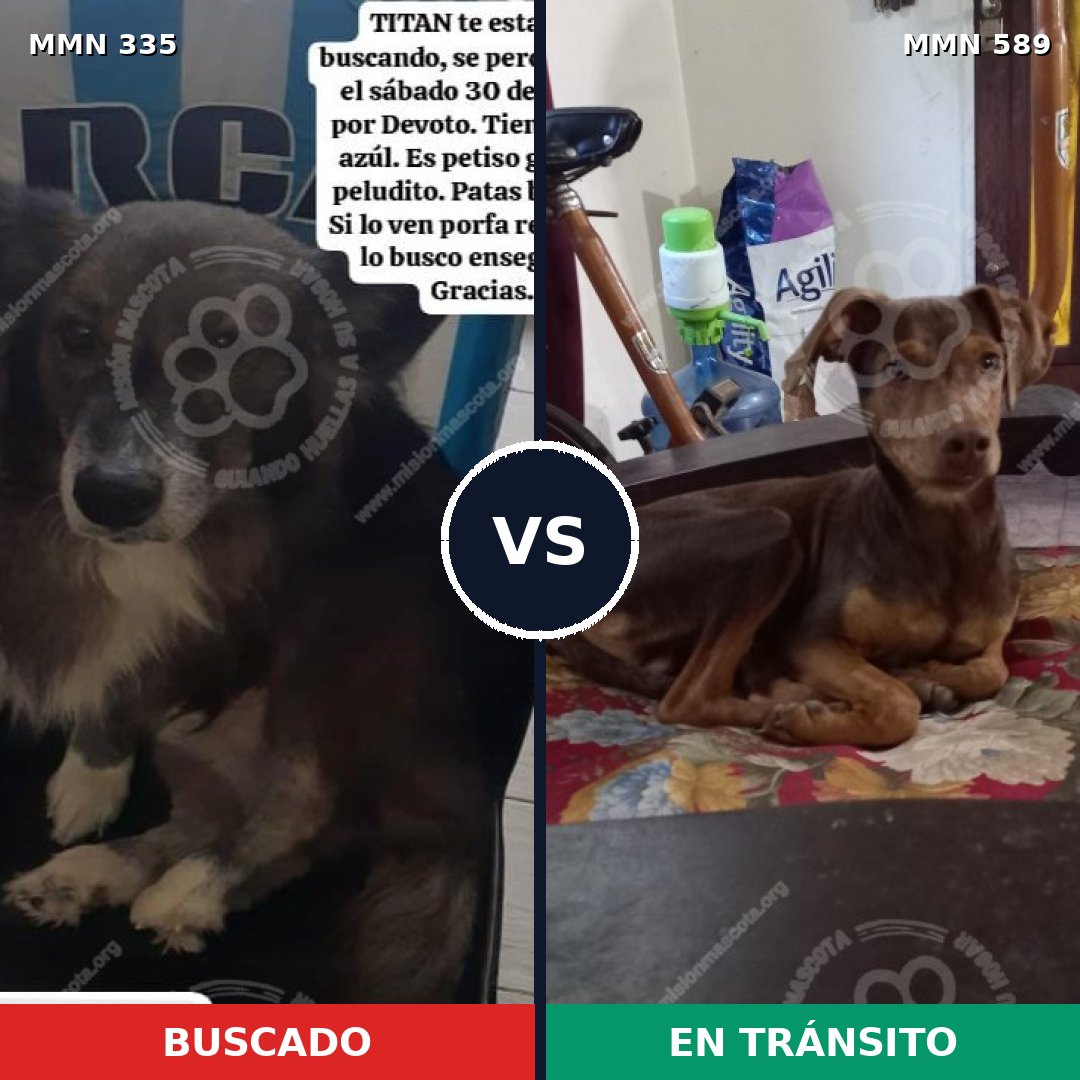Comparativa MMS 6667: mascota perdida y mascota encontrada, 13% de similitud