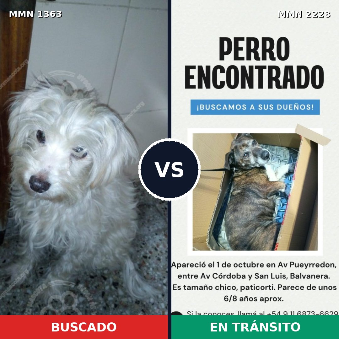 Comparativa MMS 66670: mascota perdida y mascota encontrada, 54% de similitud