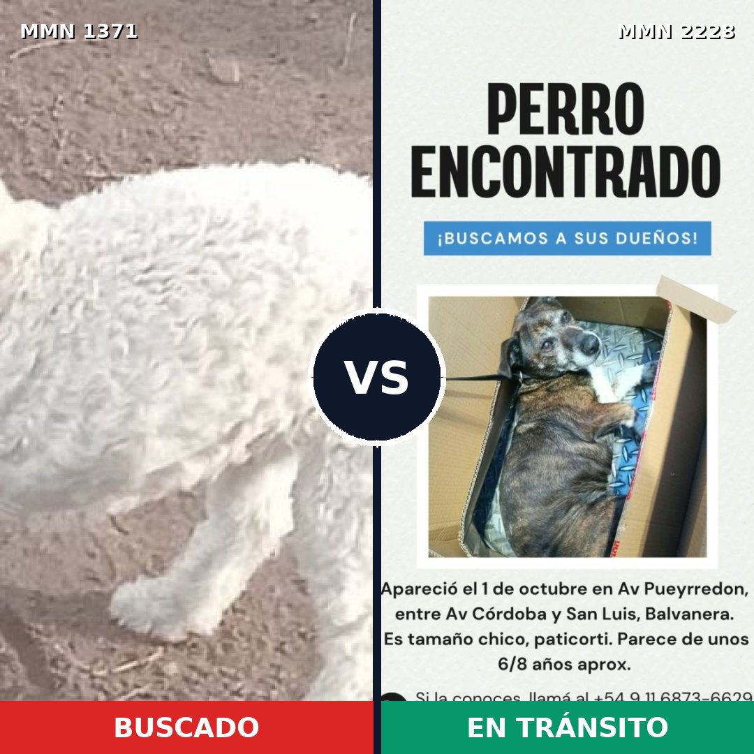 Comparativa MMS 66671: mascota perdida y mascota encontrada, 46% de similitud
