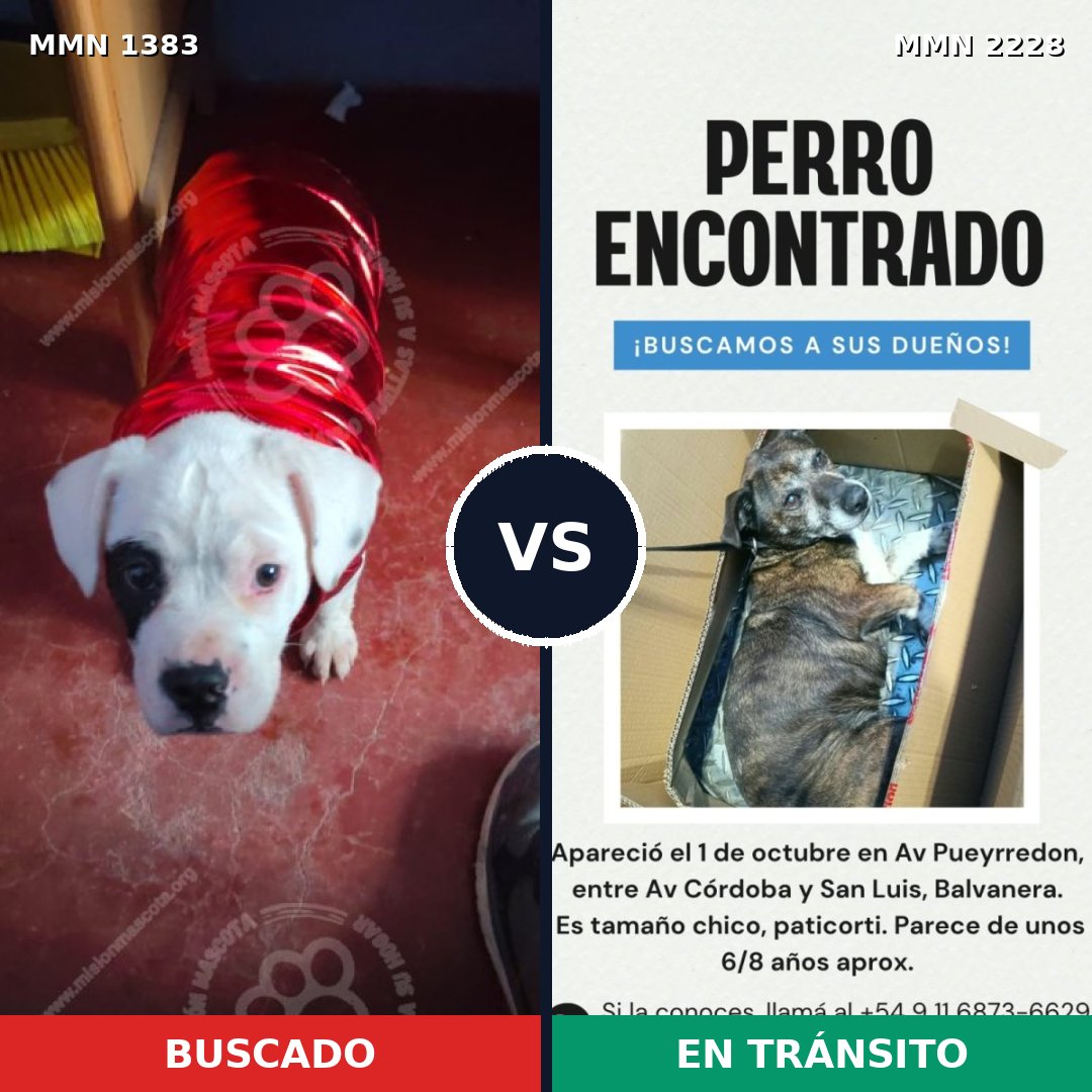 Comparativa MMS 66672: mascota perdida y mascota encontrada, 63% de similitud